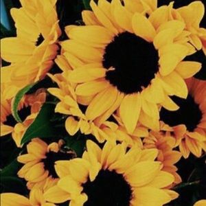 Meet your Posher, Roxana